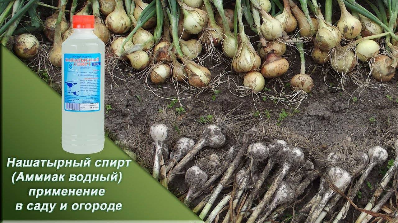 Подкормка лука нашатырным спиртом