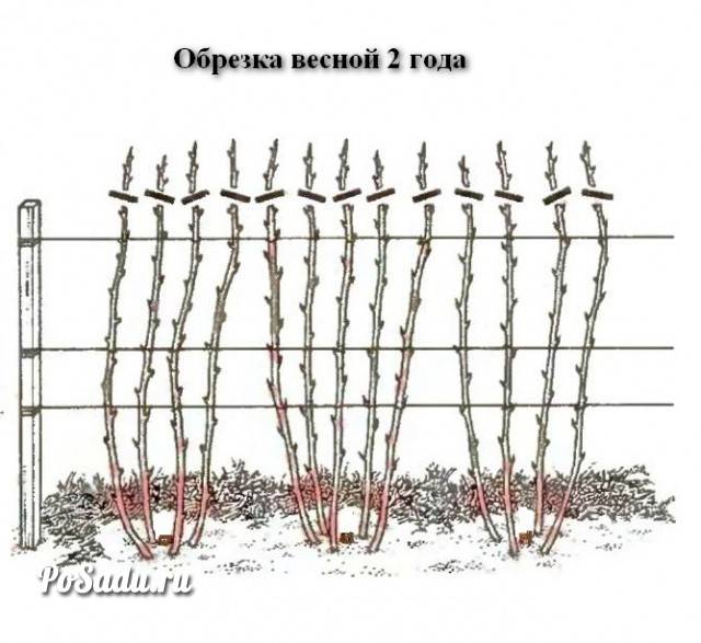 Схема обрезки ремонтантной малины