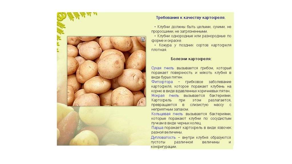 Раннеспелый сорт картофеля «зорачка» для употребления в свежем виде