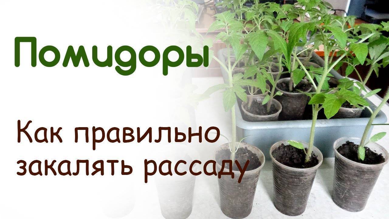 Закаливание рассады помидор