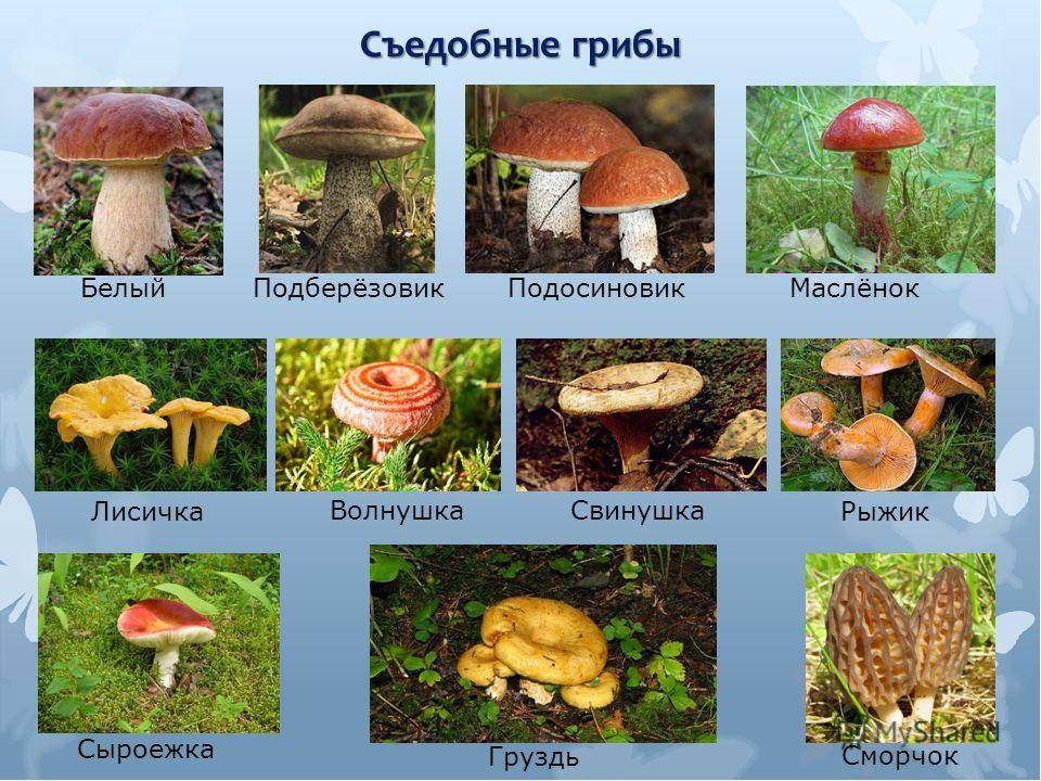 Съедобные грибы белоруссии: фото и описание