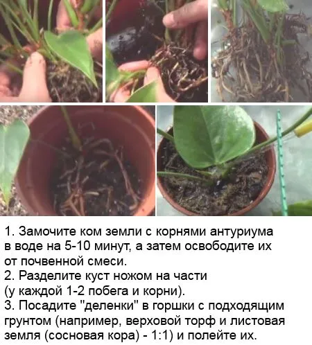 ᐉ когда и как пересаживать антуриум: пересадка во время цветения и после покупки - roza-zanoza.ru