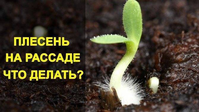Почему плесневеет земля в рассаде как избавиться народные средства