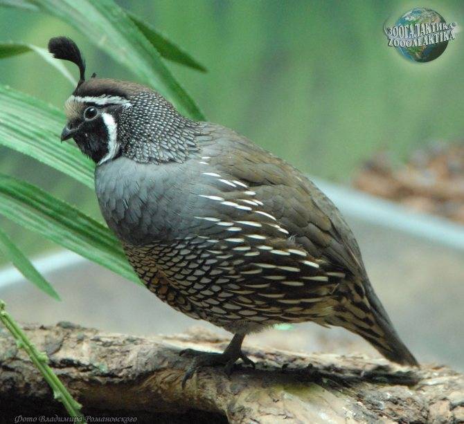 Содержание калифорнийского перепела callipela californica - энциклопедия владельца птицы
