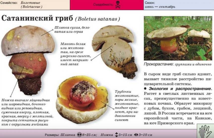 Описание боровика коренящегося - proufu.com