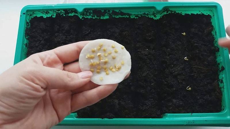 Когда и как сеять семена баклажанов на рассаду: правила посадки и технология выращивания