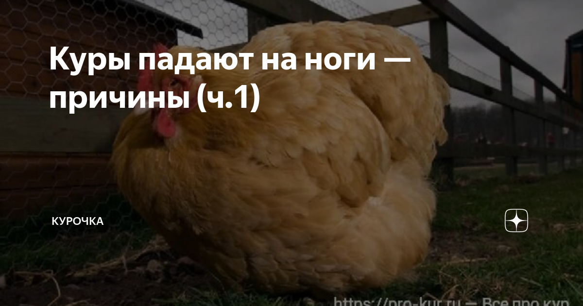 Болезни ног у кур и их лечение, фото и видео