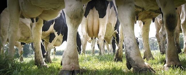 Молоко с антибиотиками скармливать телятам?