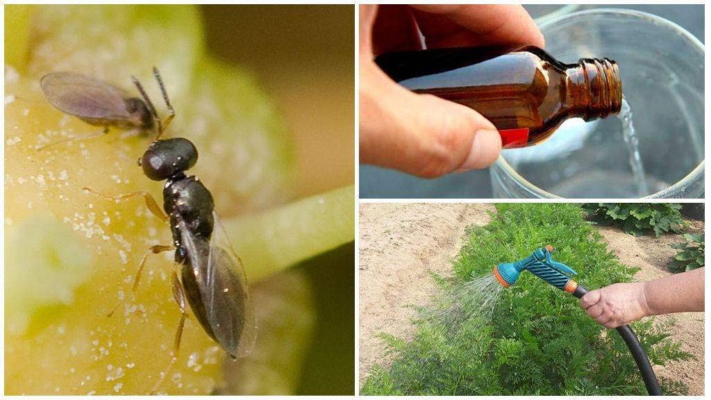 Борьба с ирисовой мухой: практические рекомендации