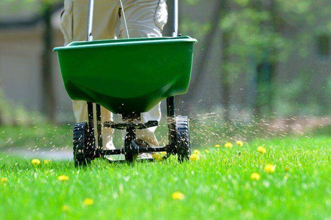 Как правильно удобрять газон весной. пошаговое руководство