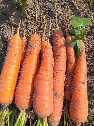Морковь берликум роял: описание и характеристика сорта, выращивание и уход, фото