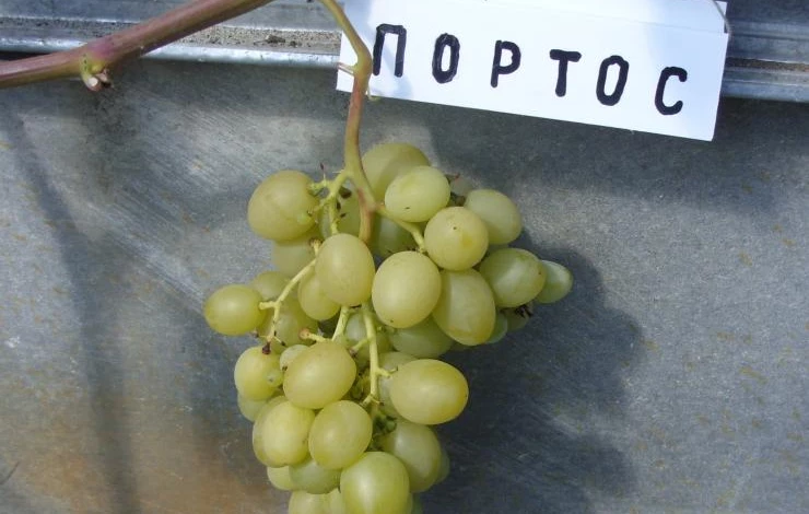 Галия* – виноград