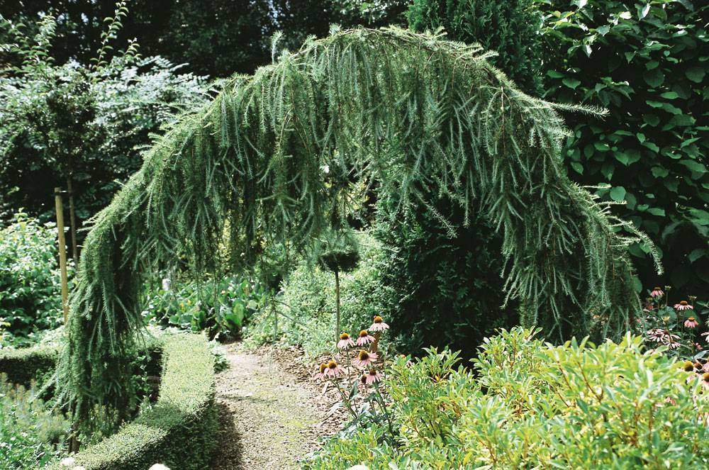 Ель сербская пендула (picea omorika pendula)