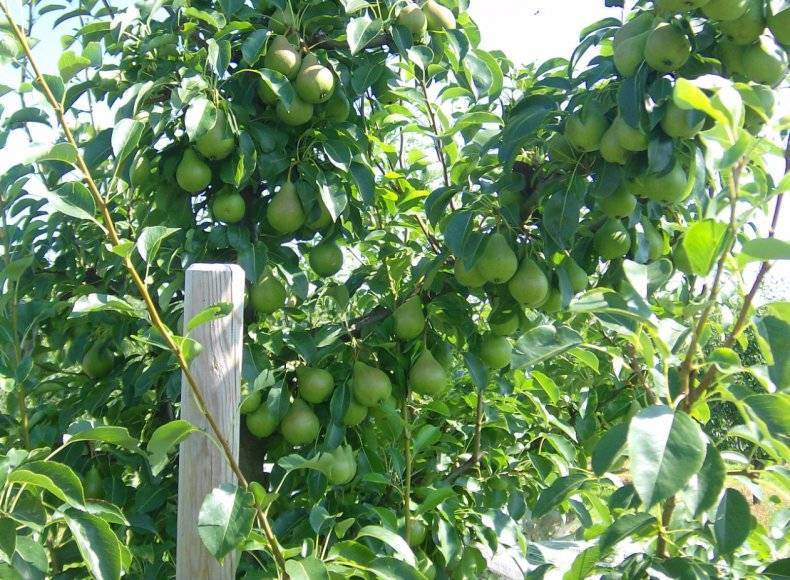 Сорт груши просто мария – описание, отзывы, фото, достоинства и недостатки