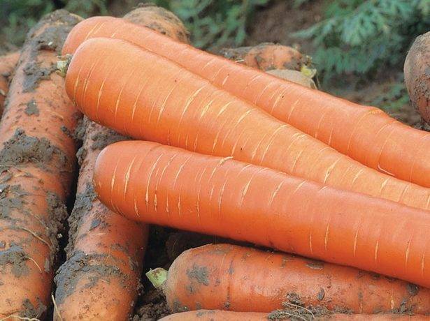 Морковь витаминная 6: выращивание на даче, описание сорта + фото