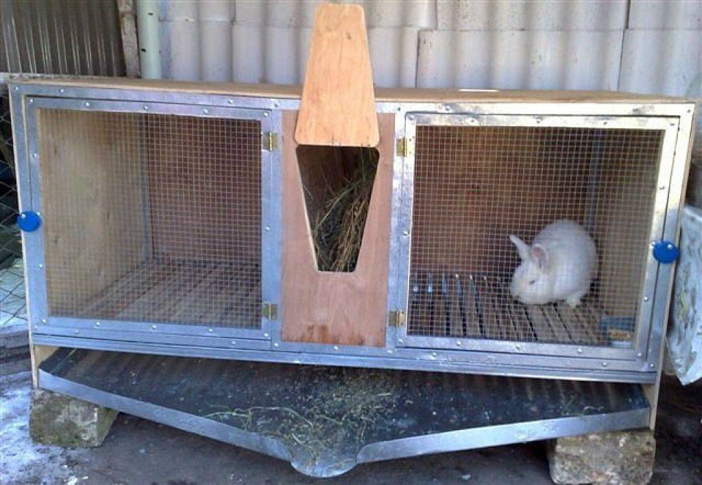 Разведение кроликов в домашних условиях для начинающих с видео