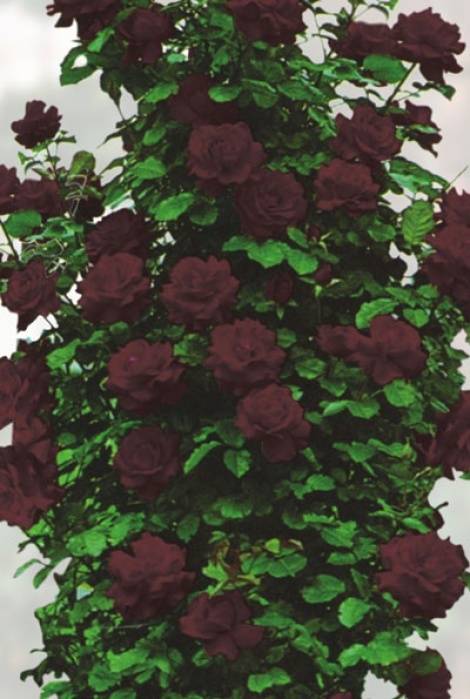Плетистая роза черная королева: описание сорта, фото и отзывы