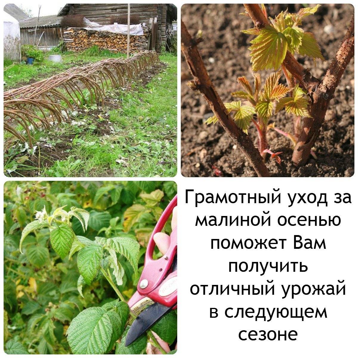 Уход за ремонтантной малиной во время плодоношения – памятка садоводу