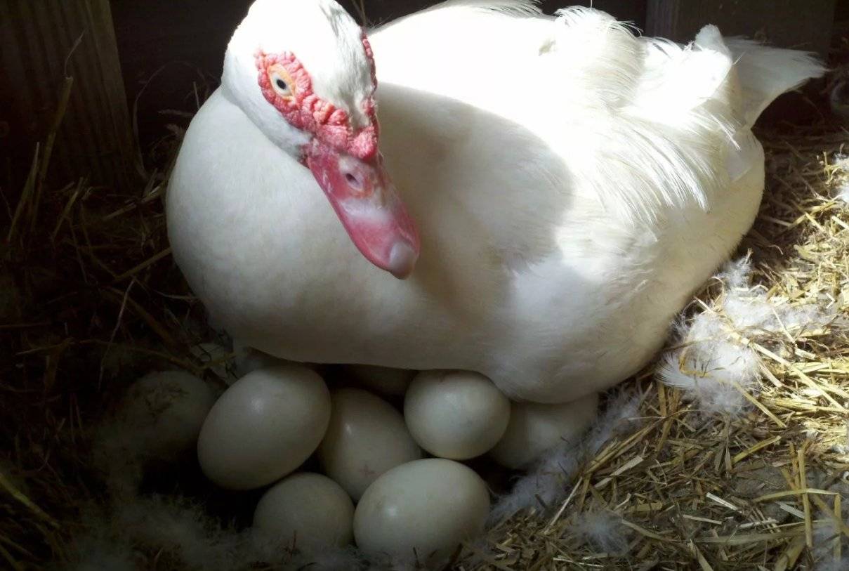 Сколько дней индоутке требуется сидеть на яйцах до появления птенцов
