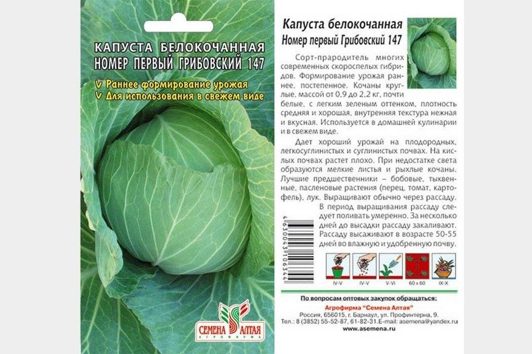 Описание капусты сорта Грибовская