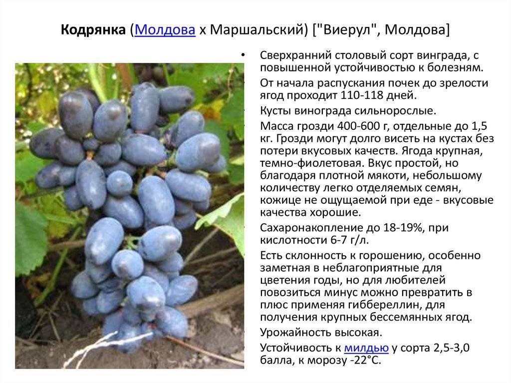 Виноград кодрянка – популярный гибридный сорт