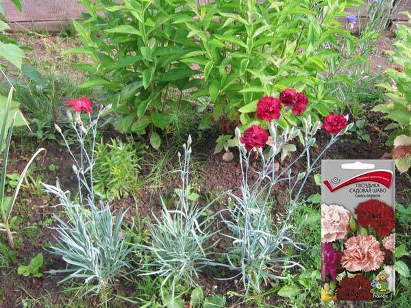 Гвоздика шабо: сорта растения. посадка и уход, выращивание из семян