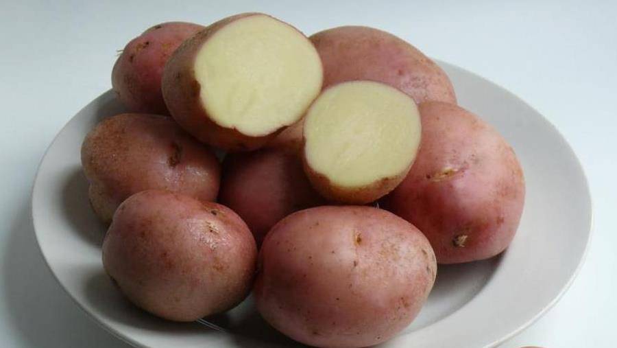 Сорт картофеля ильинский: описание, фото, выращивание, уход, отзывы
