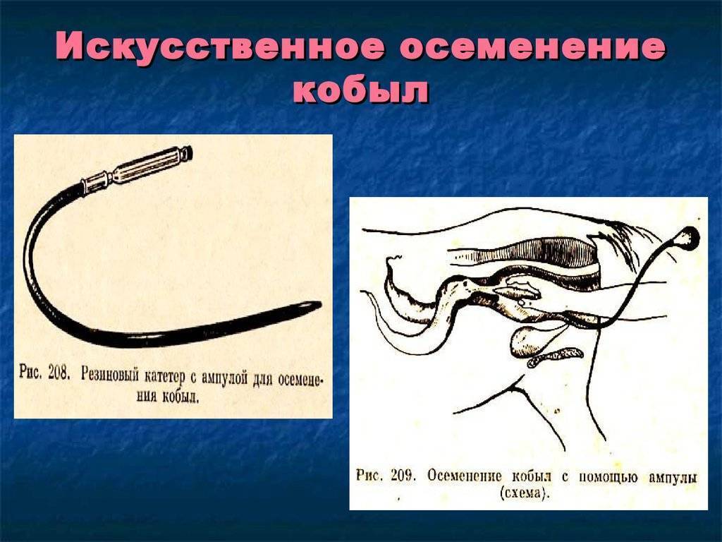 Искусственное оплодотворение свиней: методы, технологии, подготовка свиноматки
