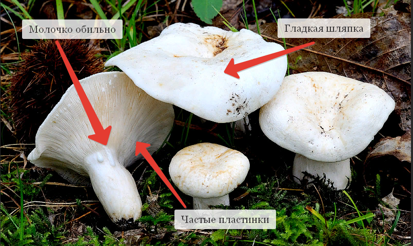 Виды груздей (настоящий, перечный и синеющий): фото, полезные свойства, применение грибов в кулинарии