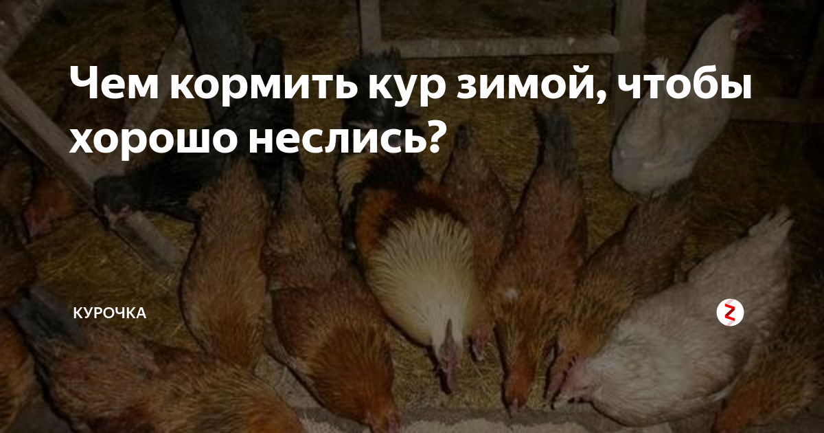 Кормление кур зимой