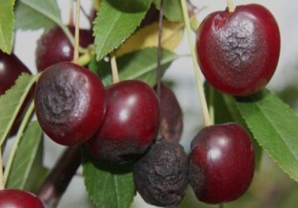 Почему сохнут ягоды вишни: на дереве, на ветках, после созревания