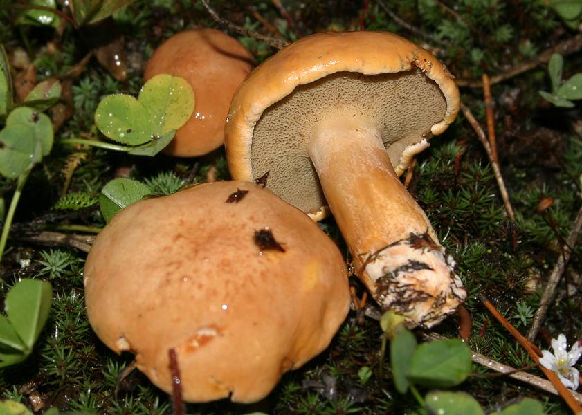 50 фото разных видов гриба «козляк», ? названия, описания, как отличить