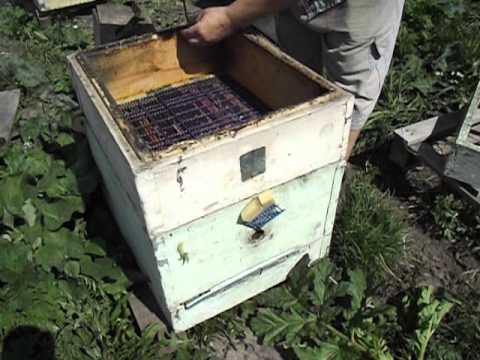 Содержание пчел в двухкорпусном улье на 12 рамок