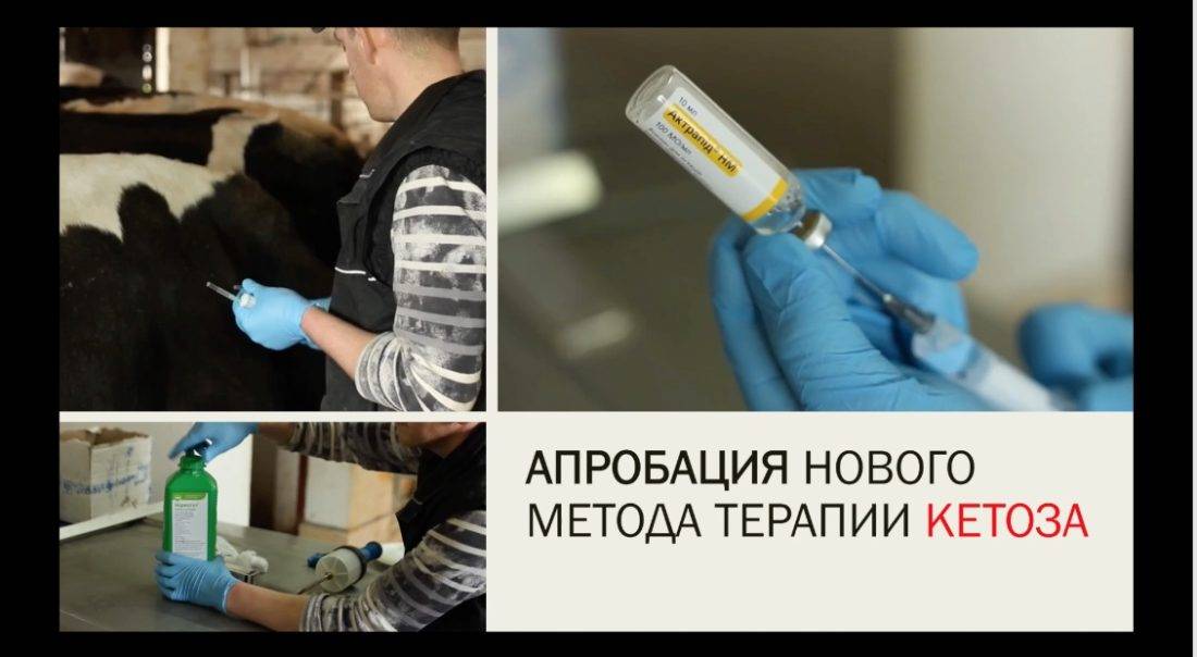 Схема лечения кетоза у коров