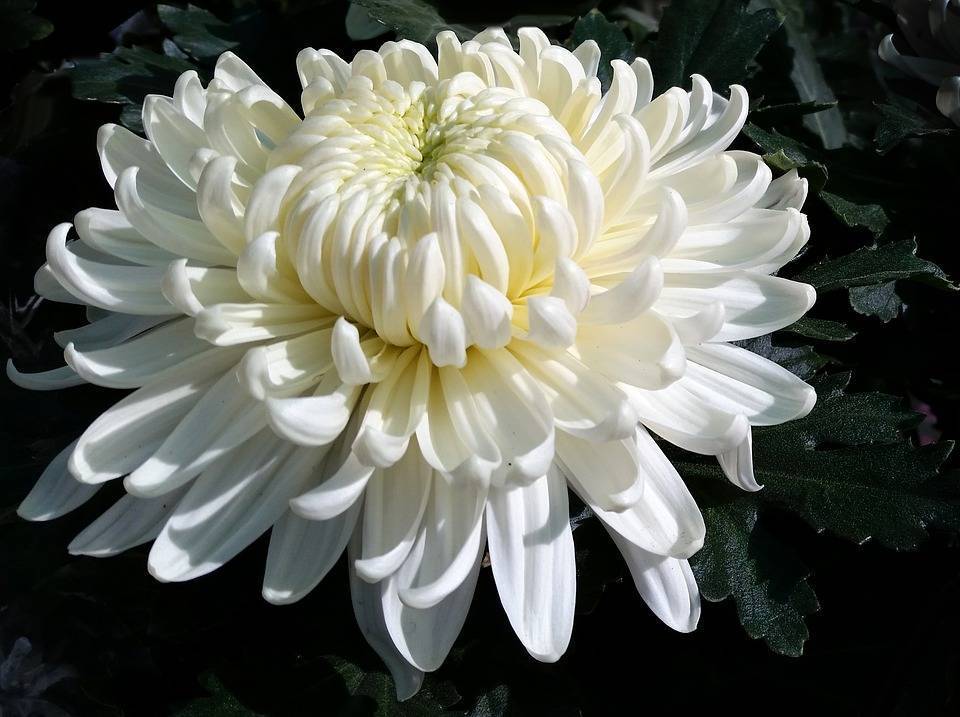 Белые хризантемы: значение, происхождение, фото