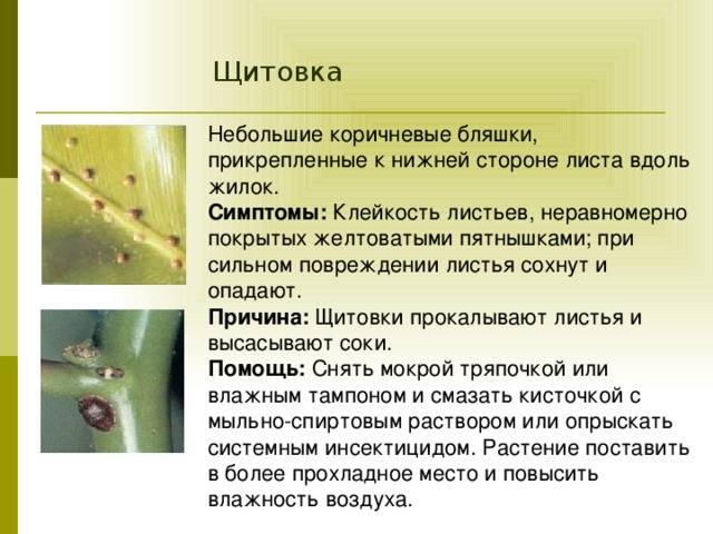 Как избавиться от щитовки на комнатных цветах в домашних условиях: советы