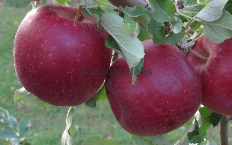 Чем популярна яблоня «джонатан»: описание, характеристика, фото. особенности выращивания яблони «джонатан», правильная обрезка