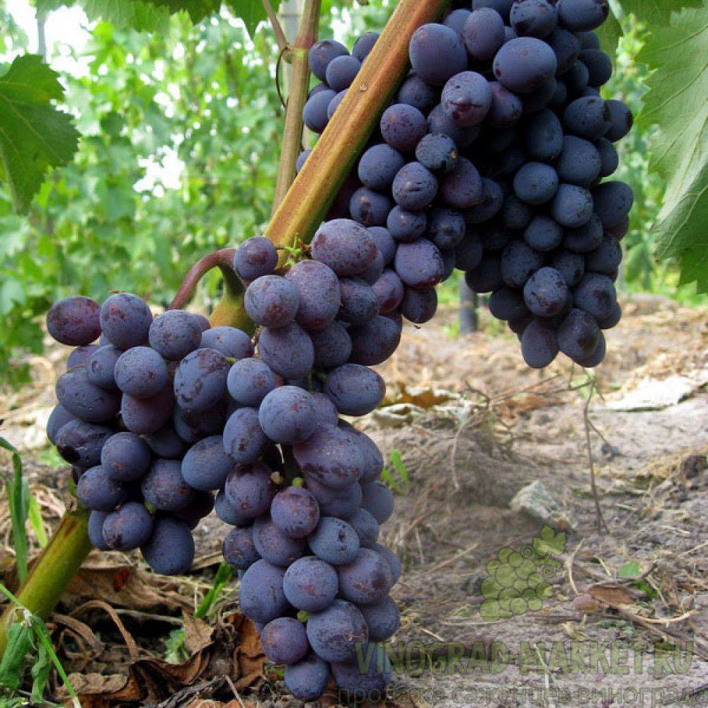 Виноград "юпитер": описание сорта, фото, отзывы
