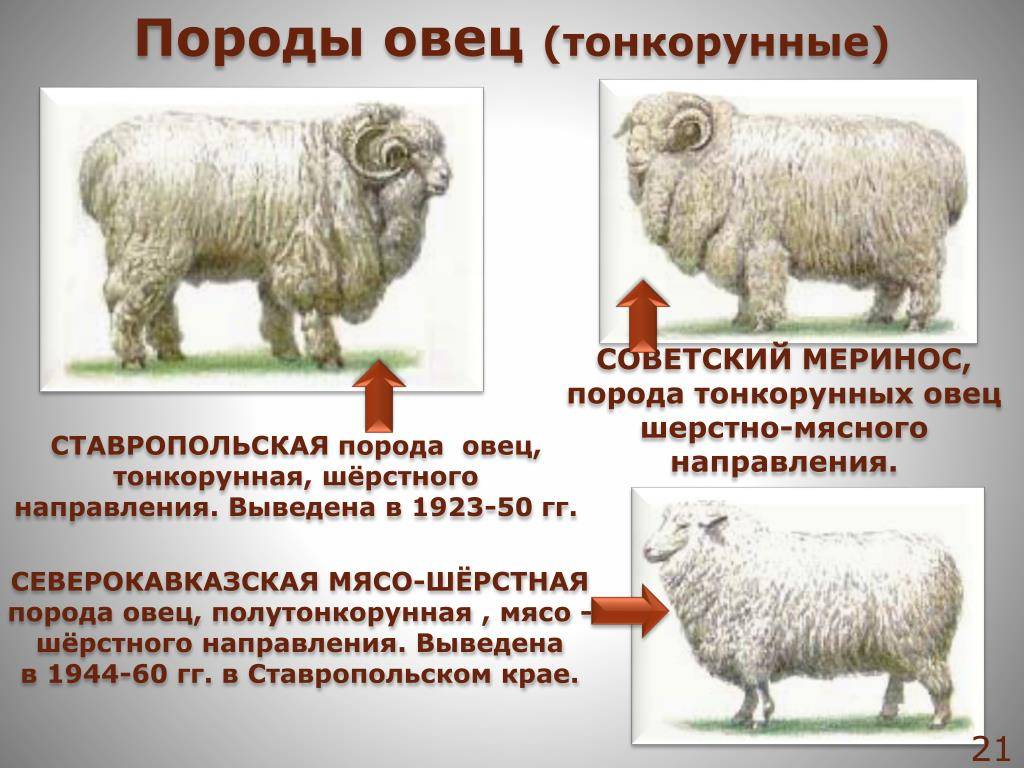 Откуда произошли овцы - овцеводство - животноводство - собственник