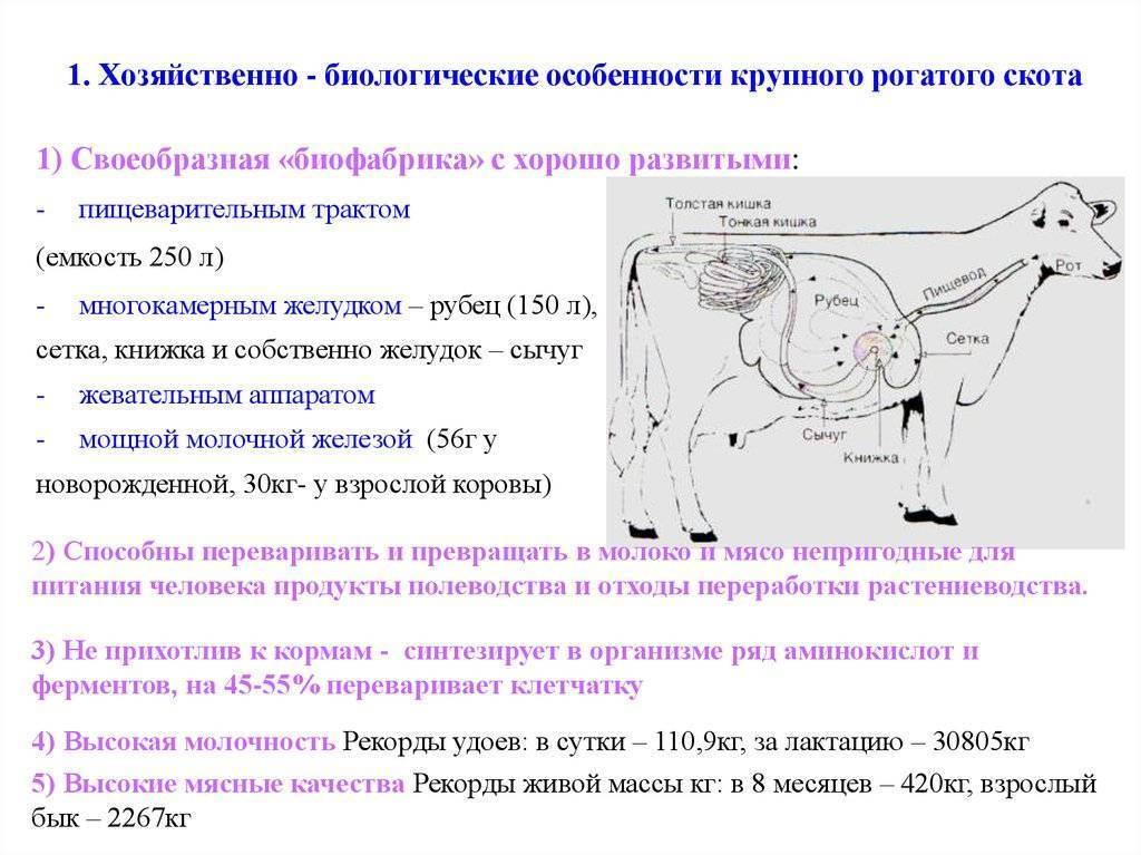 Биологические и хозяйственные особенности КРС
