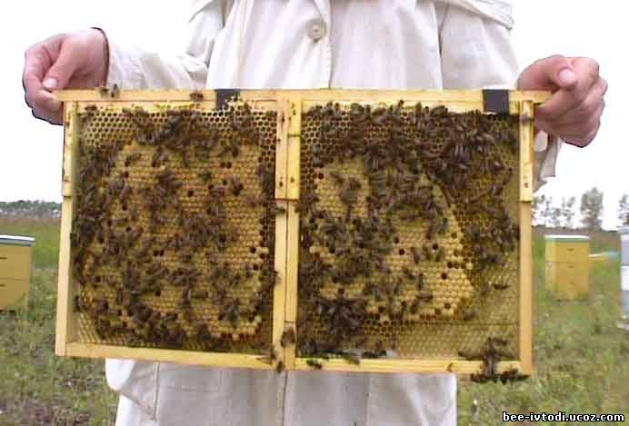 Как правильно пересадить пчел в улей