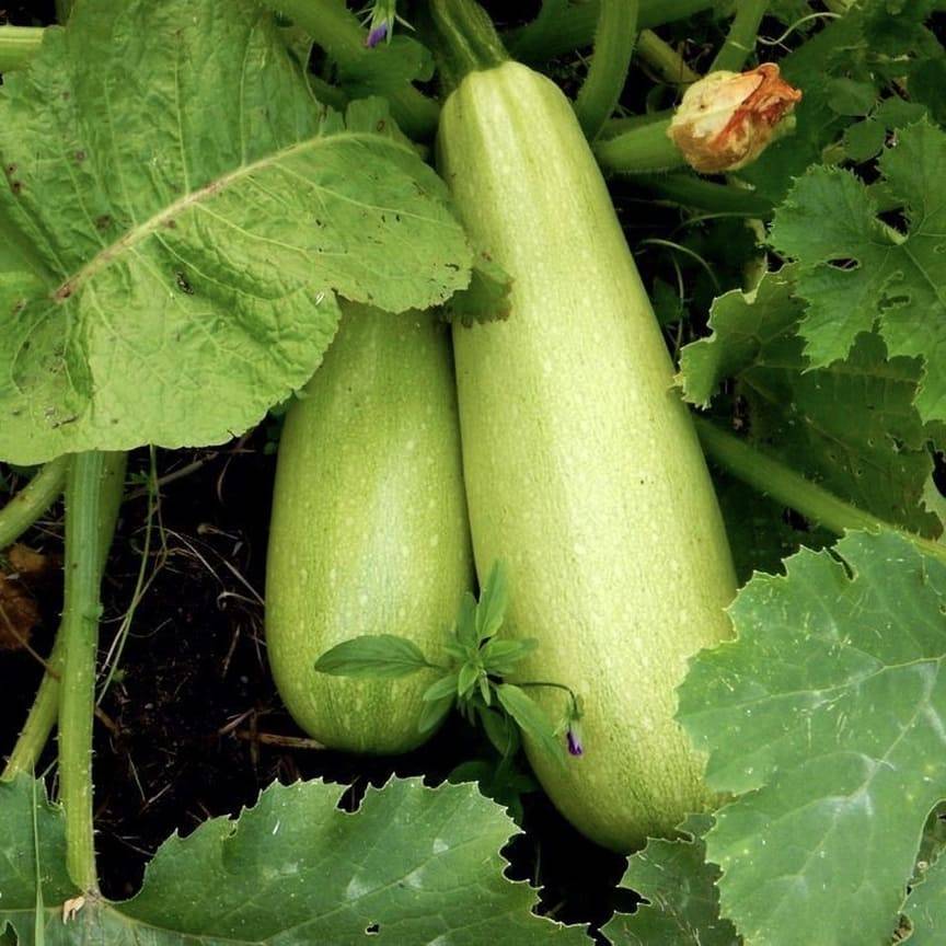 Сорт кабачков искандер – особенности выращивания через рассаду