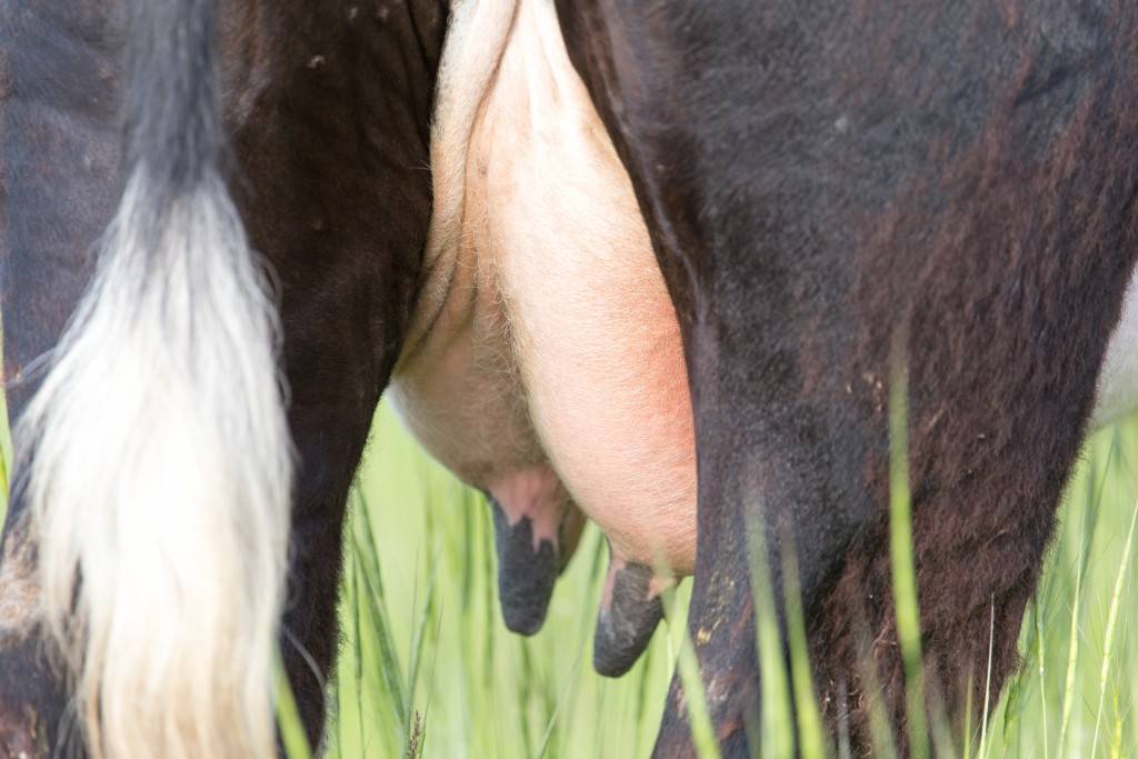 Бородавки у коровы на морде: чем лечить, как выглядит папилломатоз, как выглядит бородавка на дойках