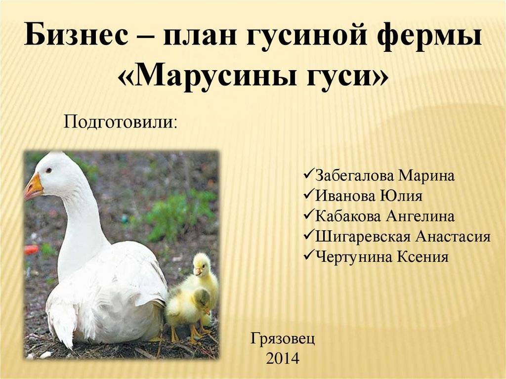 Выгодно или нет разведение гусей как бизнес: план гусиной фермы и с чего его начать, выращивание на мясо в домашних условиях и рентабельность гусеводства