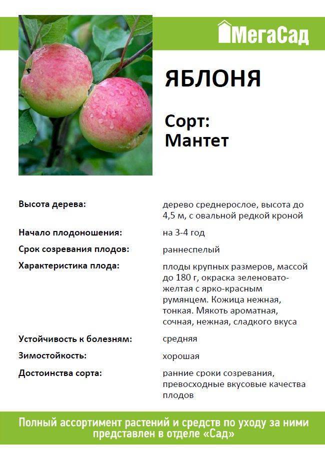 Яблоня северный синап: описание сорта, фото, отзывы, лежкость, как обрезать, польза и вред