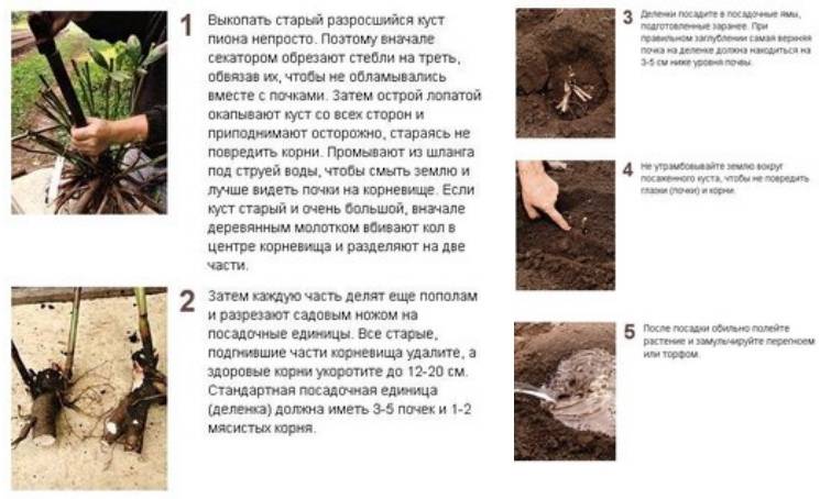 Пионы: посадка и уход в открытом грунте