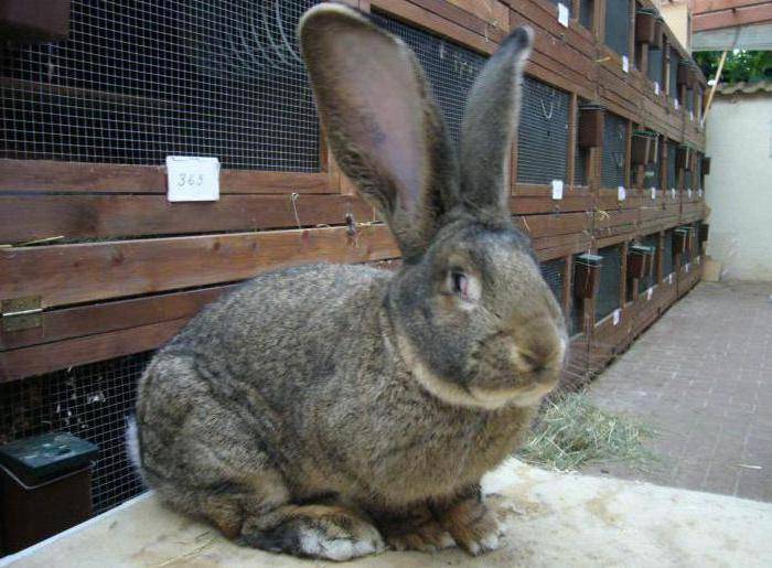 Кролики породы ризен: фото, описание, плюсы и минусы разведения