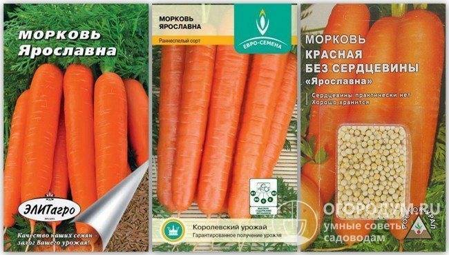 Сорта моркови: урожайность и характеристики лучших видов моркови, описание кормовой и для длительного хранения, фото и отзывы