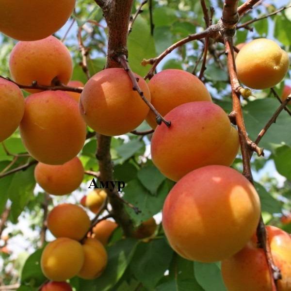 Манитоба абрикос сорт