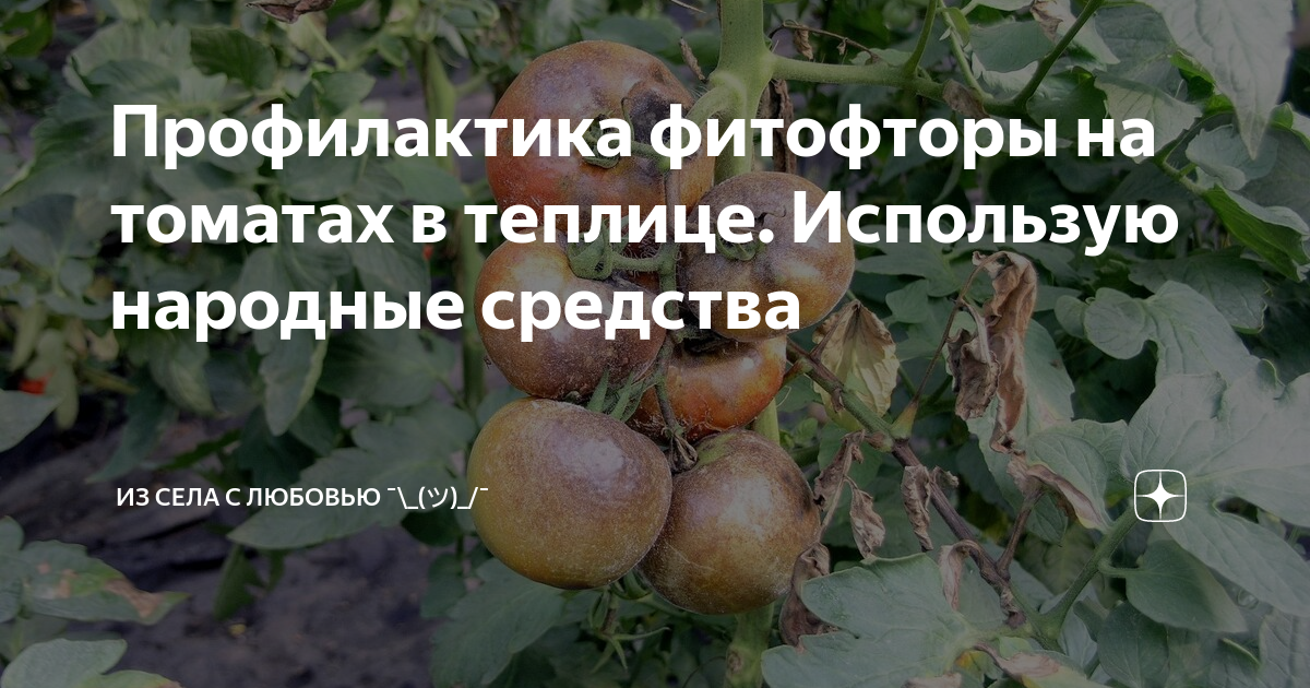 Трихопол для огурцов и помидоров: как правильно развести препарат для борьбы с фитофторой и фитофторозом